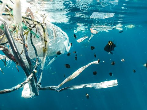 Plastic afval dat onder water drijft tussen kleine gestreepte visjes