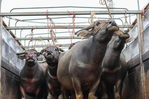 Waterbuffels in een veewagen