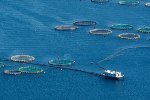 Aquacultuurkooien op zee