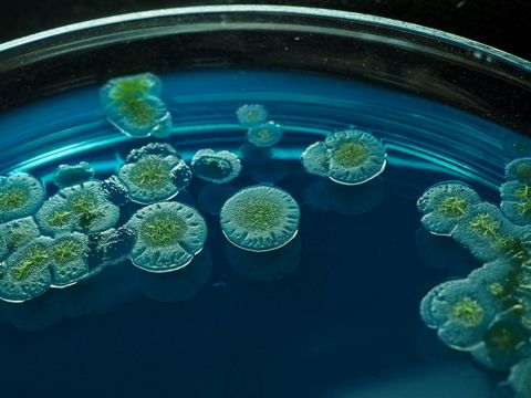 Microbiële kolonies op blauwe agar in een petrischaal