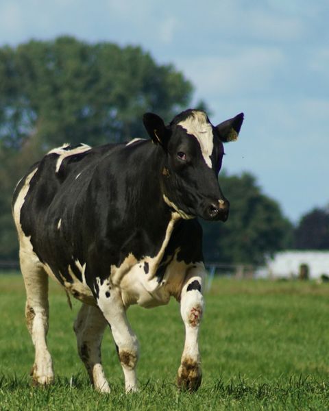 Melkkoe in de wei